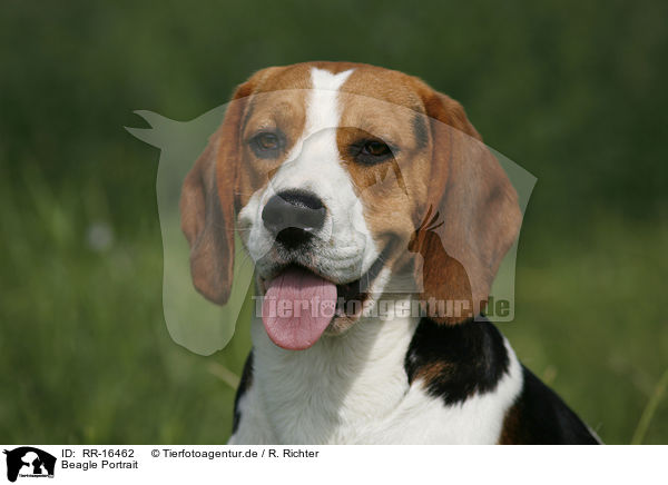 Beagle Portrait / Beagle Portrait / RR-16462