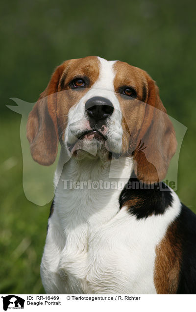 Beagle Portrait / Beagle Portrait / RR-16469