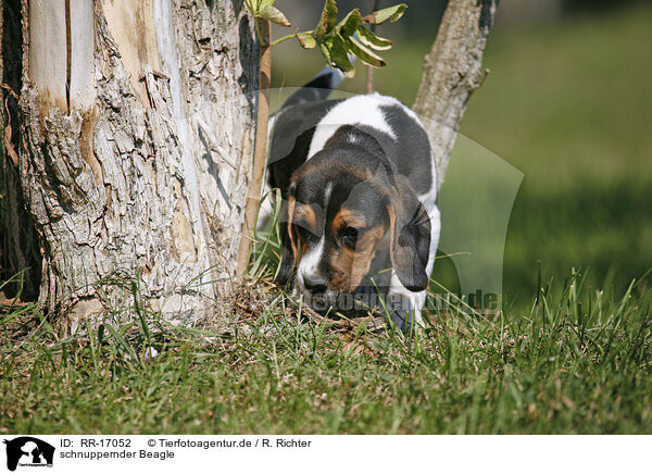 schnuppernder Beagle / snuffling Beagle / RR-17052