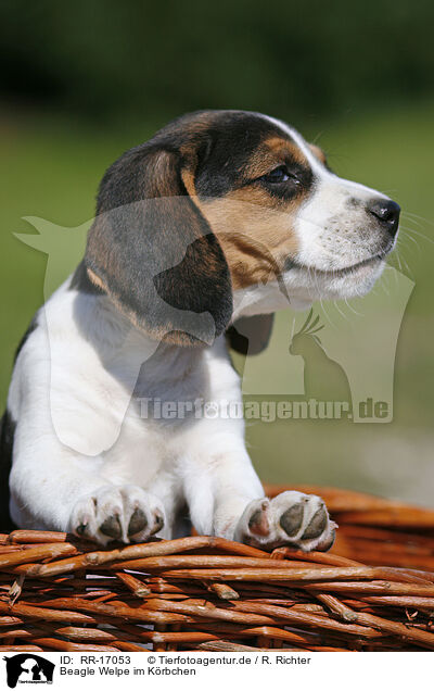 Beagle Welpe im Krbchen / Beagle Puppy in basket / RR-17053
