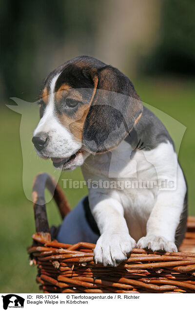 Beagle Welpe im Krbchen / Beagle Puppy in basket / RR-17054