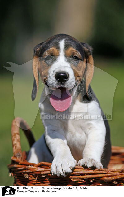Beagle Welpe im Krbchen / Beagle Puppy in basket / RR-17055