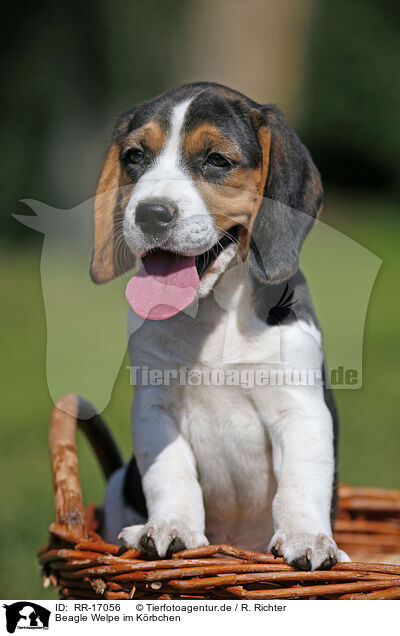 Beagle Welpe im Krbchen / Beagle Puppy in basket / RR-17056