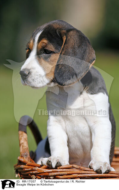 Beagle Welpe im Krbchen / Beagle Puppy in basket / RR-17057