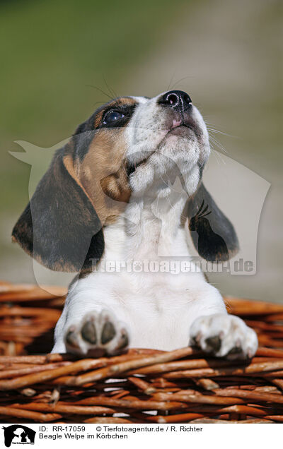 Beagle Welpe im Krbchen / Beagle Puppy in basket / RR-17059