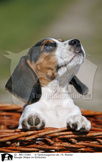 Beagle Welpe im Krbchen / Beagle Puppy in basket / RR-17060