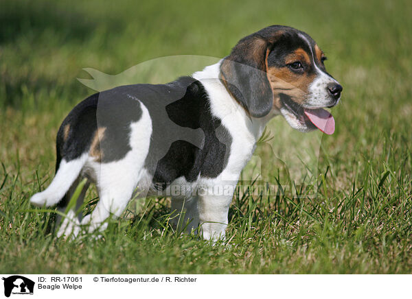 Beagle Welpe / Beagle Puppy / RR-17061