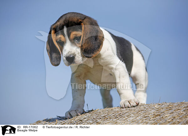 Beagle Welpe / Beagle Puppy / RR-17062