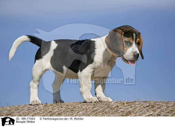 Beagle Welpe / Beagle Puppy / RR-17063