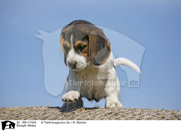 Beagle Welpe / Beagle Puppy / RR-17064