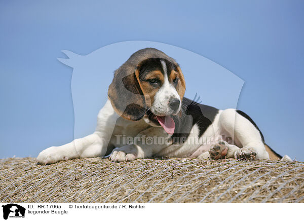liegender Beagle / lying Beagle / RR-17065