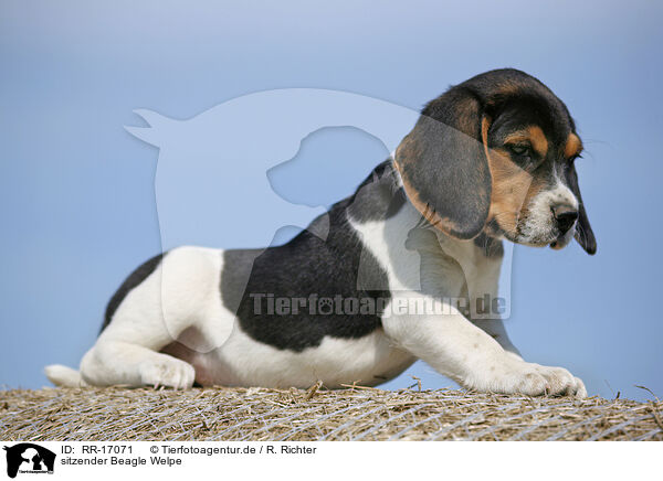 sitzender Beagle Welpe / sitting Beagle Puppy / RR-17071