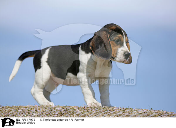 Beagle Welpe / Beagle Puppy / RR-17073