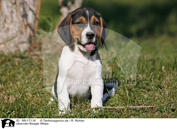 sitzender Beagle Welpe / sitting Beagle Puppy / RR-17116