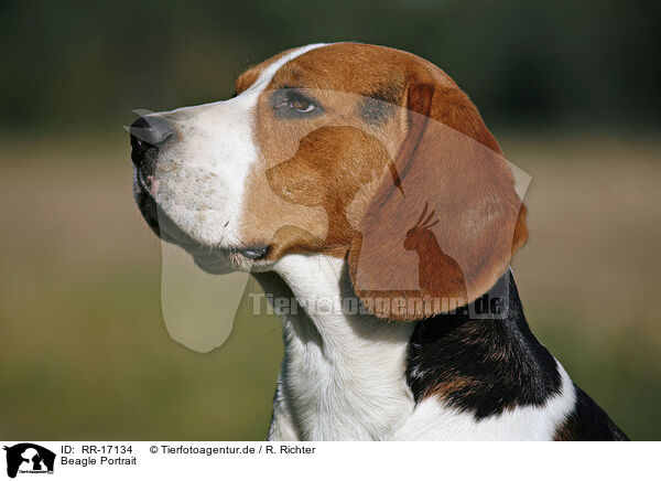 Beagle Portrait / Beagle Portrait / RR-17134