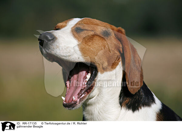 ghnender Beagle / yawning Beagle / RR-17135