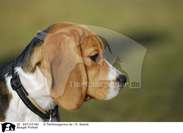 Beagle Portrait / Beagle Portrait / SST-03180