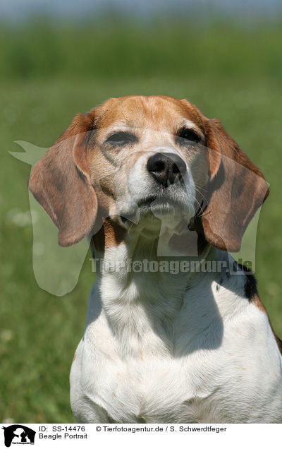 Beagle Portrait / Beagle Portrait / SS-14476