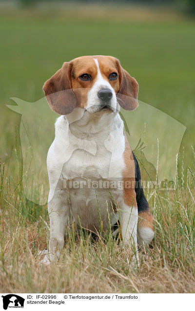 sitzender Beagle / sitting Beagle / IF-02996