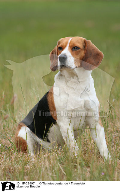 sitzender Beagle / sitting Beagle / IF-02997