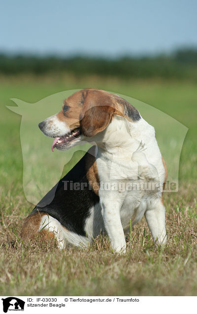 sitzender Beagle / sitting Beagle / IF-03030