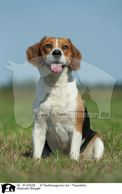 sitzender Beagle / sitting Beagle / IF-03035