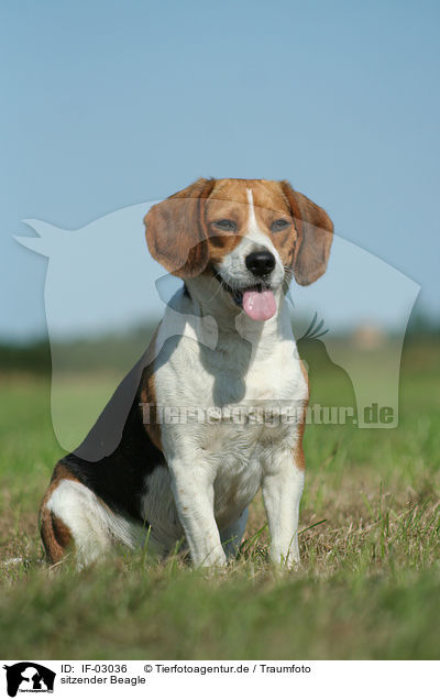 sitzender Beagle / sitting Beagle / IF-03036