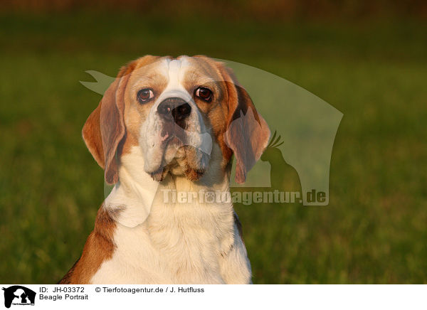 Beagle Portrait / Beagle Portrait / JH-03372