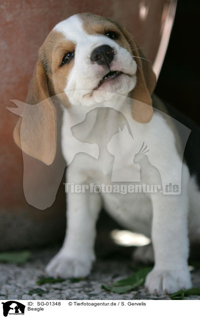 Beagle / Beagle / SG-01348