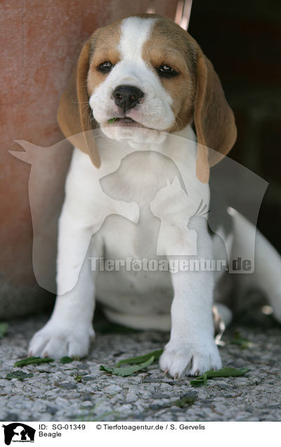 Beagle / Beagle / SG-01349