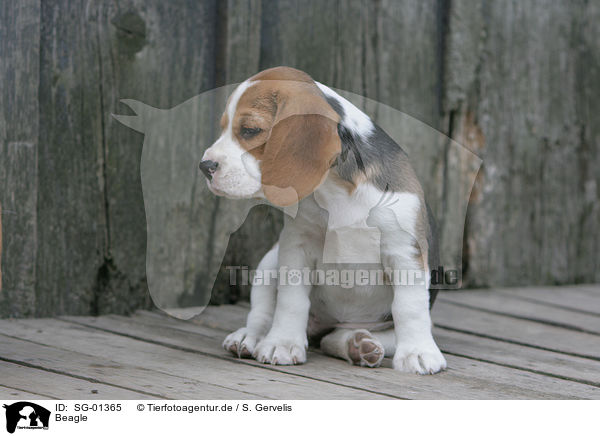 Beagle / Beagle / SG-01365