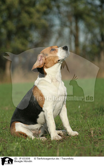 Beagle Hndin / female Beagle / IF-03309