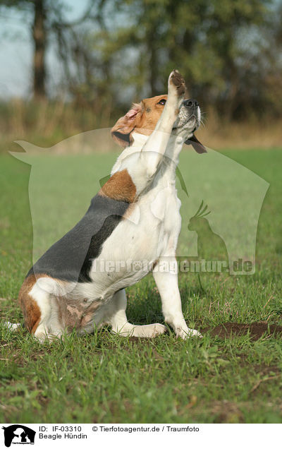 Beagle Hndin / female Beagle / IF-03310