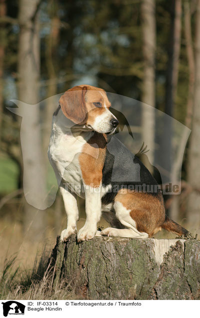 Beagle Hndin / female Beagle / IF-03314