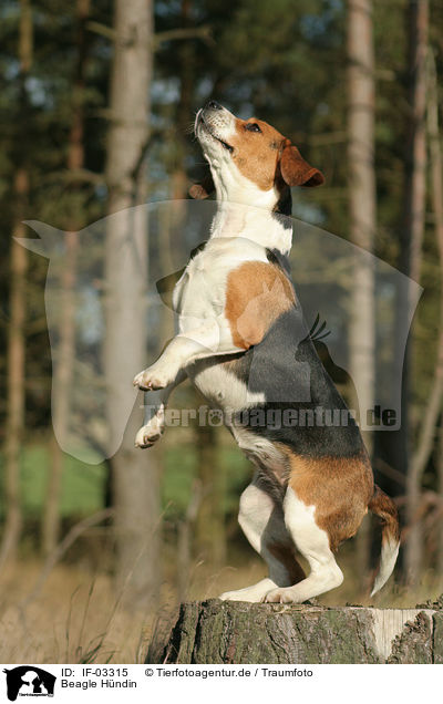 Beagle Hndin / female Beagle / IF-03315