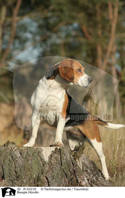 Beagle Hndin / female Beagle / IF-03316