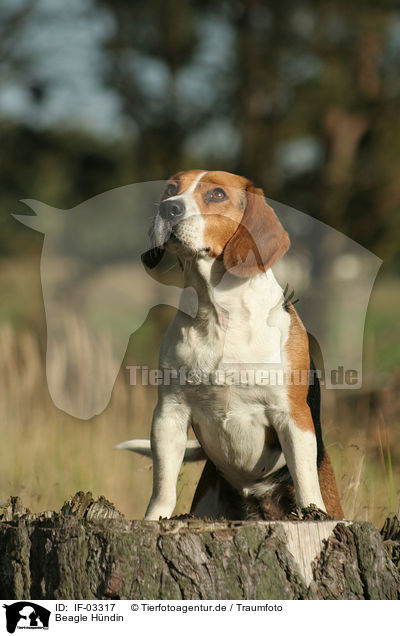 Beagle Hndin / female Beagle / IF-03317