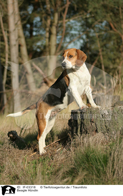 Beagle Hndin / female Beagle / IF-03318