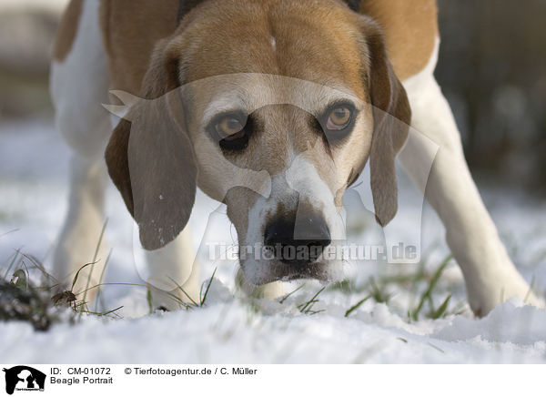 Beagle Portrait / CM-01072