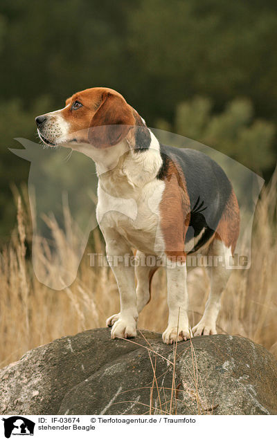 stehender Beagle / IF-03674