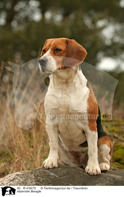 sitzender Beagle / sitting Beagle / IF-03675