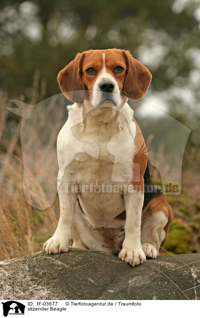 sitzender Beagle / IF-03677