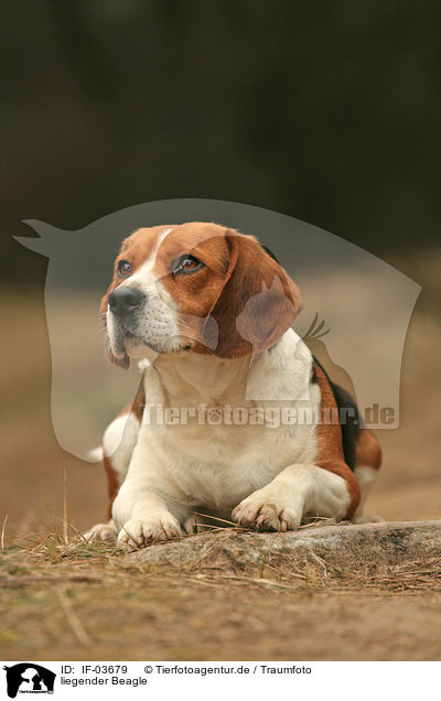 liegender Beagle / IF-03679