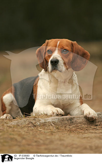 liegender Beagle / IF-03680