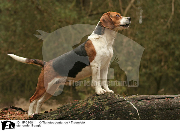 stehender Beagle / IF-03681
