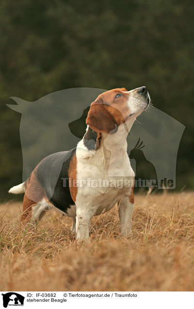stehender Beagle / IF-03682