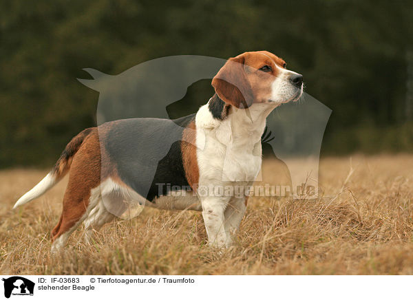 stehender Beagle / IF-03683