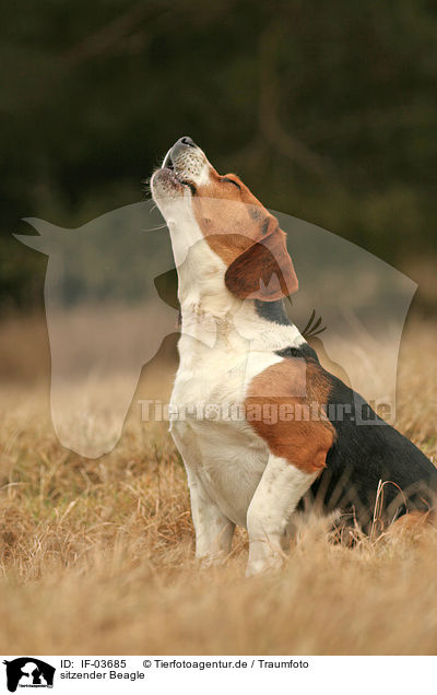 sitzender Beagle / IF-03685