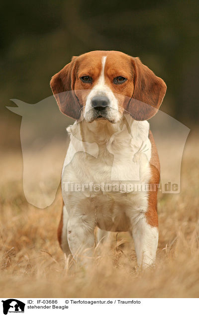 stehender Beagle / IF-03686