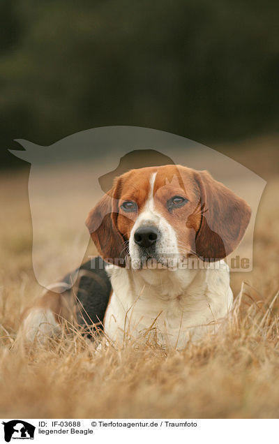 liegender Beagle / IF-03688